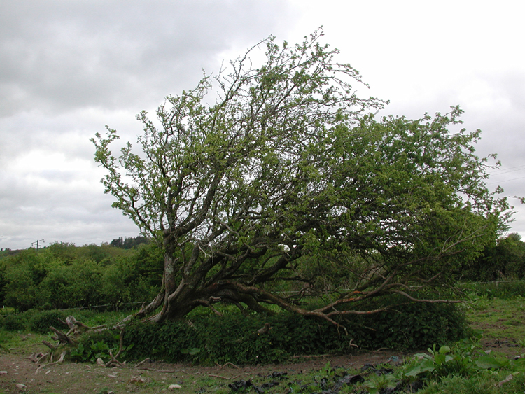 Whitethorn at Bradfield farm in Killowen.jpg 448.7K